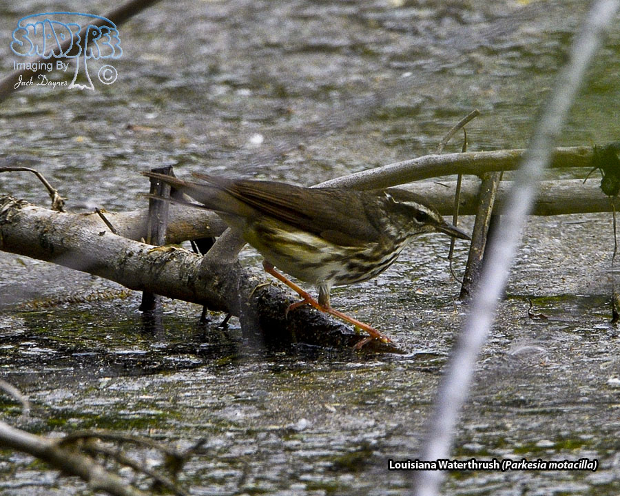 Louisiana Waterthrush - Parkesia motacilla