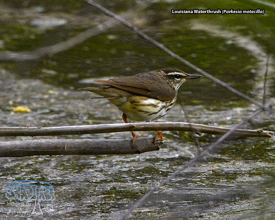 Louisiana Waterthrush - Parkesia motacilla