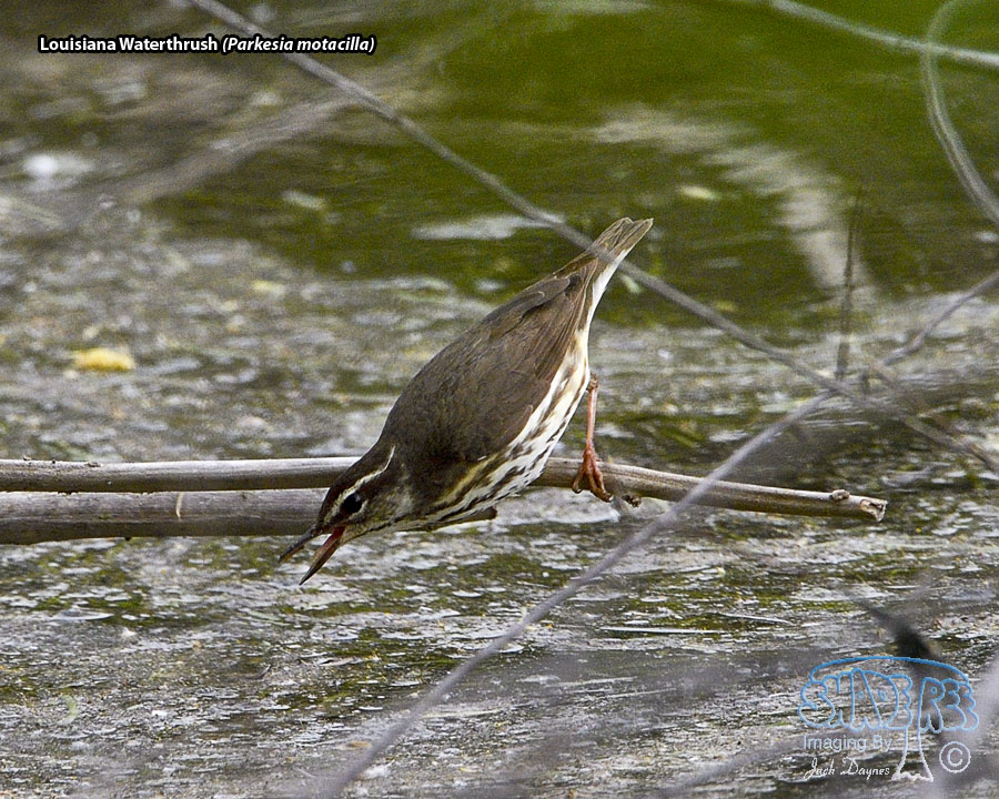 Louisiana Waterthrush - Parkesia motacilla