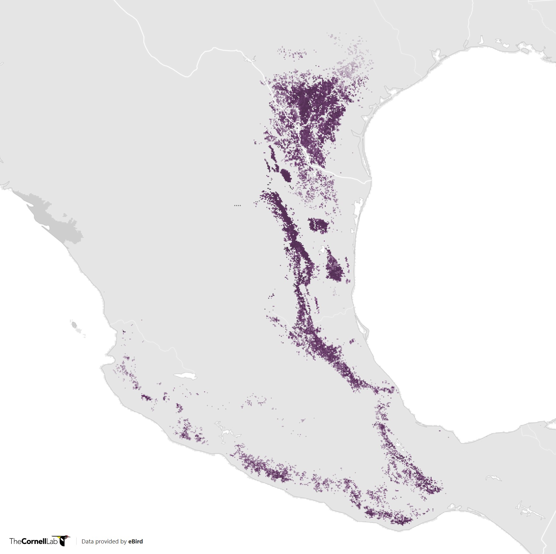 Range Map for Audubon’s Oriole