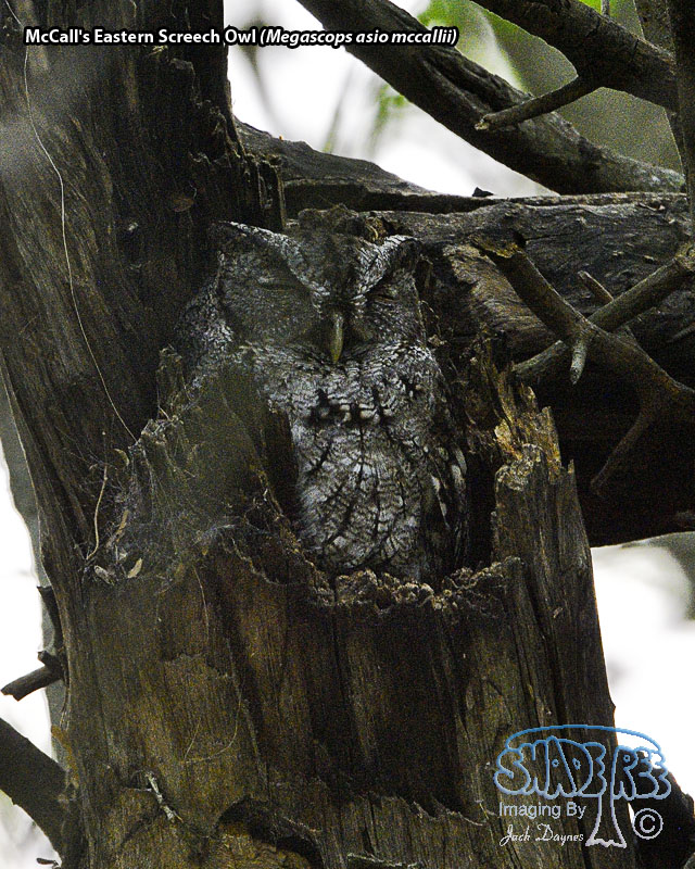 Eastern Screech-Owl - Megascops asio mccallii