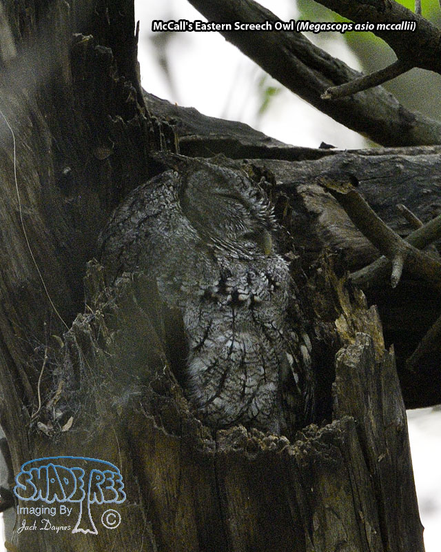 Eastern Screech-Owl - Megascops asio mccallii