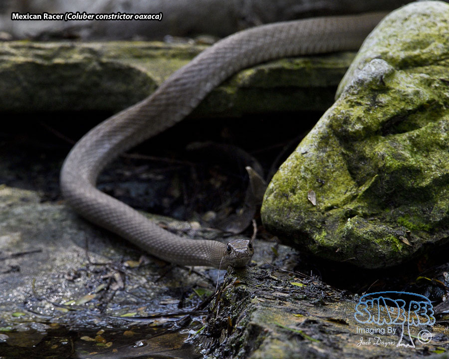 Mexican Racer - Coluber constrictor oaxaca
