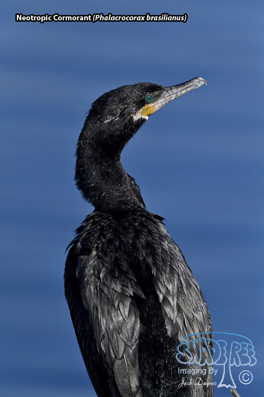 Neotropic Cormorant - Phalacrocorax brasilianus