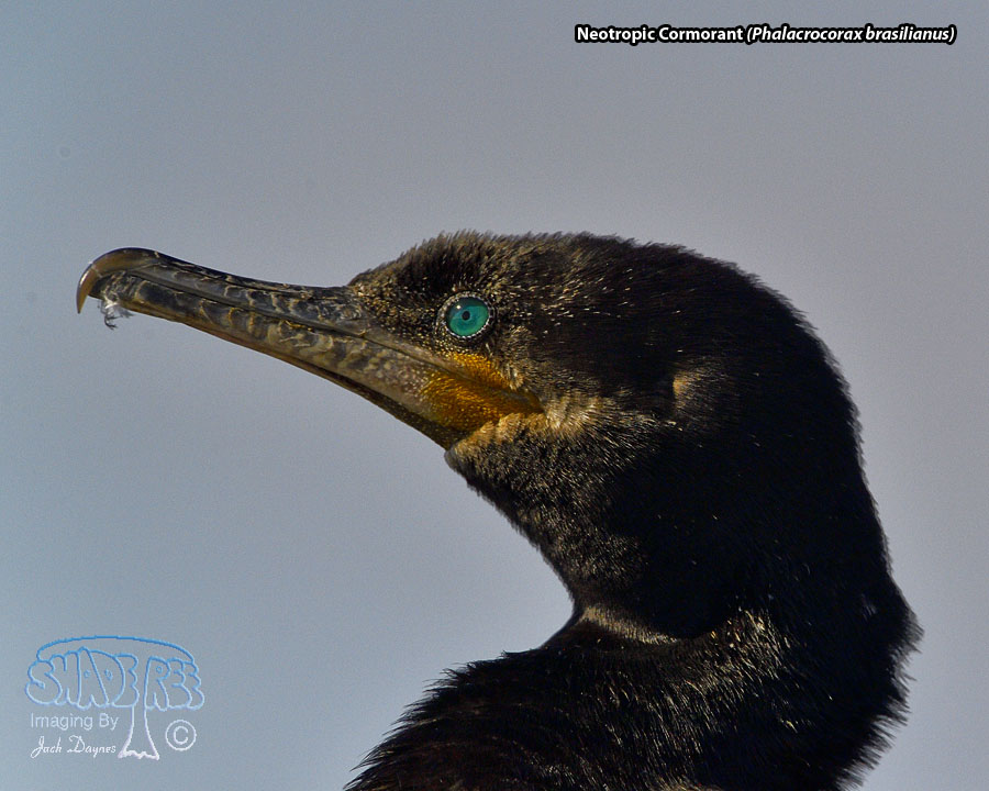 Neotropic Cormorant - Phalacrocorax brasilianus