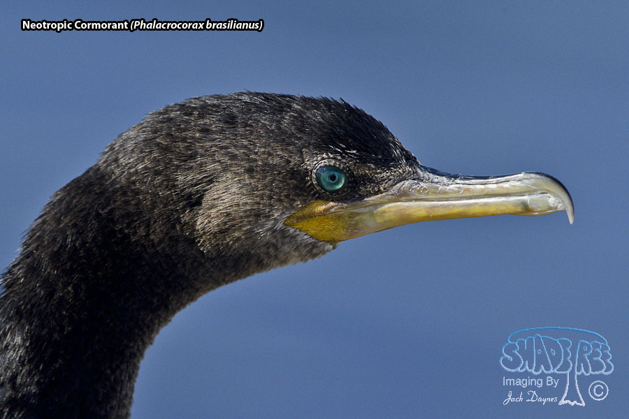 Neotropic Cormorant - Phalacrocorax brasilianus
