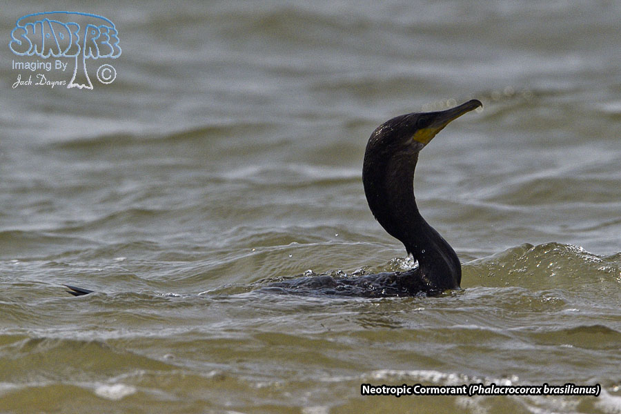 Neotropic Cormorant - Phalacrocorax brasilianus