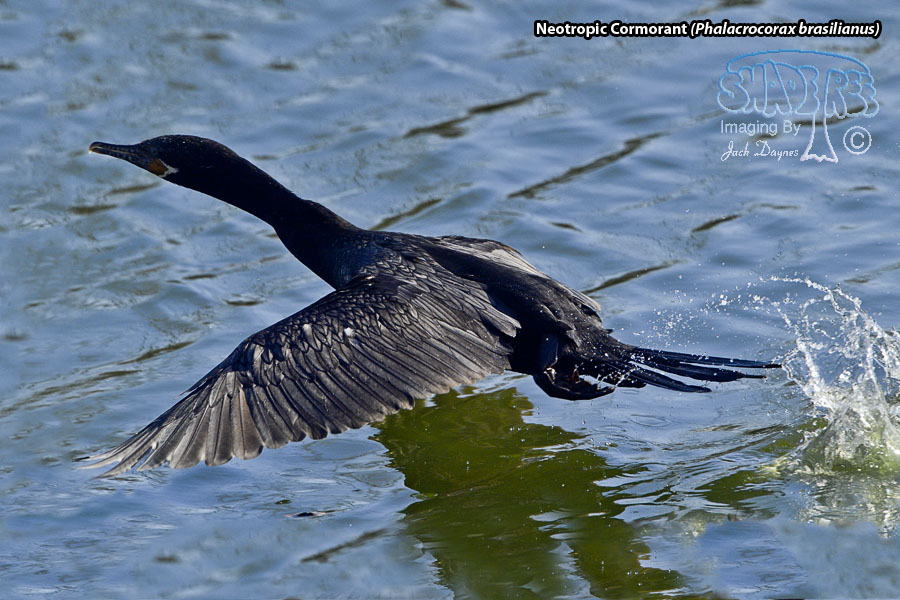 Neotropic Cormorant - Phalacrocorax brasilianus