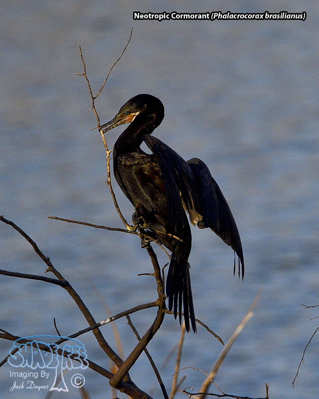 Neotropic Cormorant - Phalacrocorax brasilianus