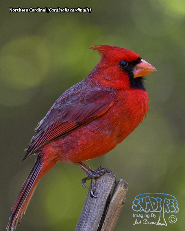Northern Cardinal - Cardinalis cardinalis