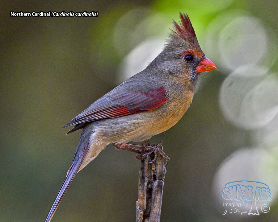 Northern Cardinal - Cardinalis cardinalis