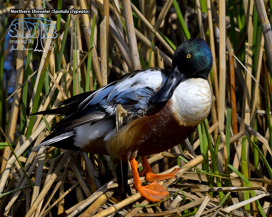 Northern Shoveler - Spatula clypeata