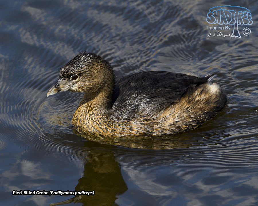 Pied-Billed Grebe - Podilymbus podiceps