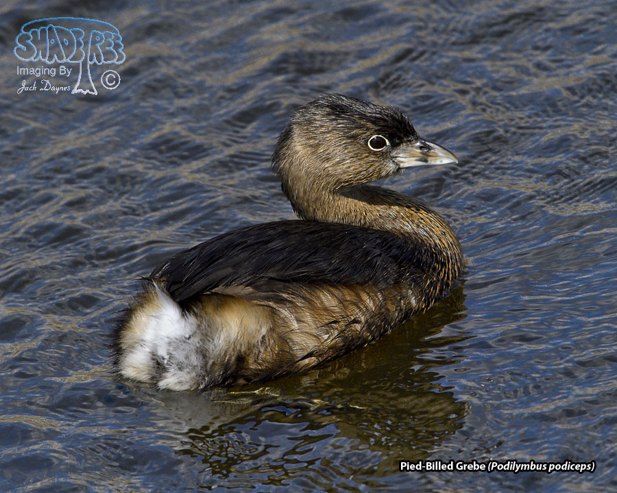 Pied-Billed Grebe - Podilymbus podiceps