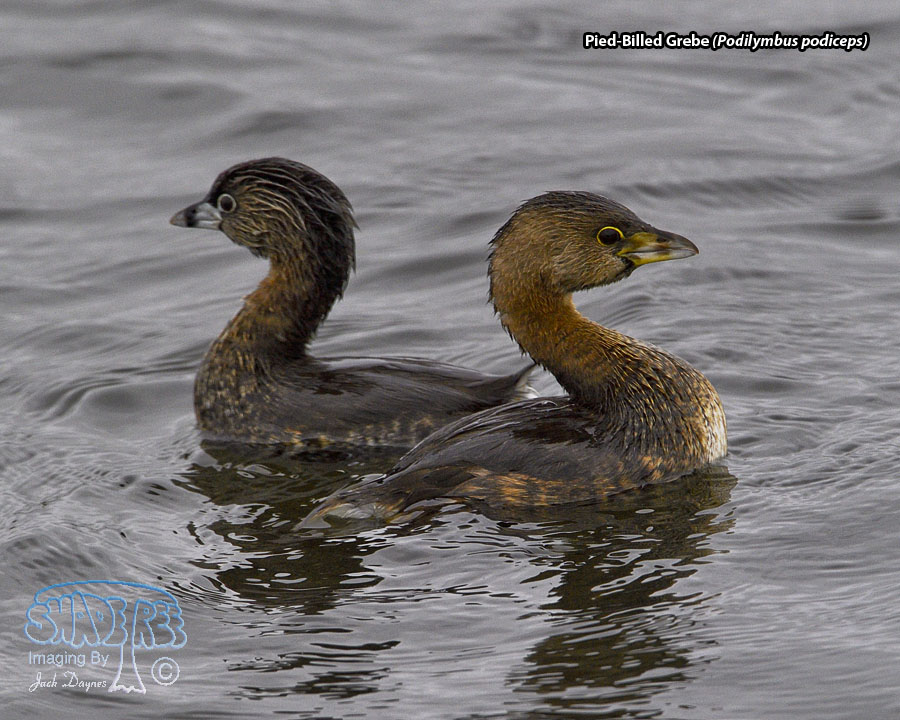 Pied-Billed Grebe - Podilymbus podiceps