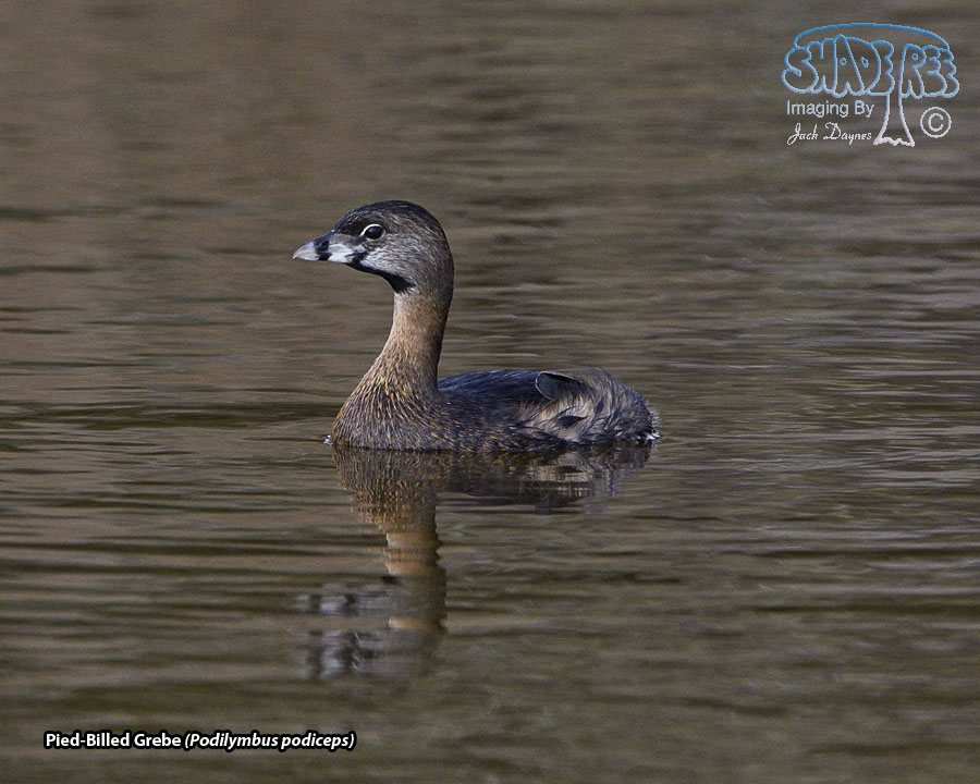 Pied-Billed Grebe - Podilymbus podiceps