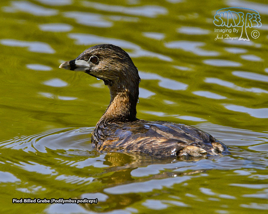 Pied-Billed Grebe - Podilymbus podiceps