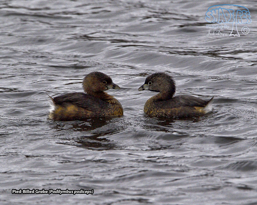 Pied-Billed Grebe - Podilymbus podiceps