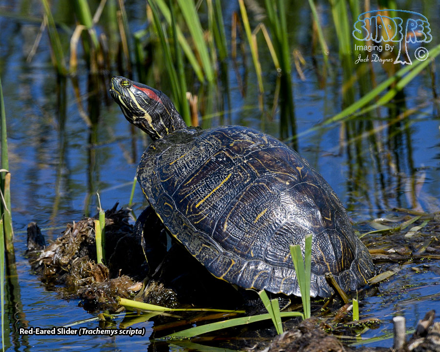 Red-Eared Slider - Trachemys scripta