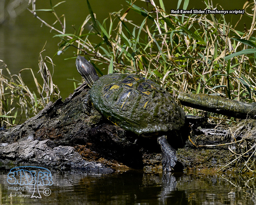 Red-Eared Slider - Trachemys scripta