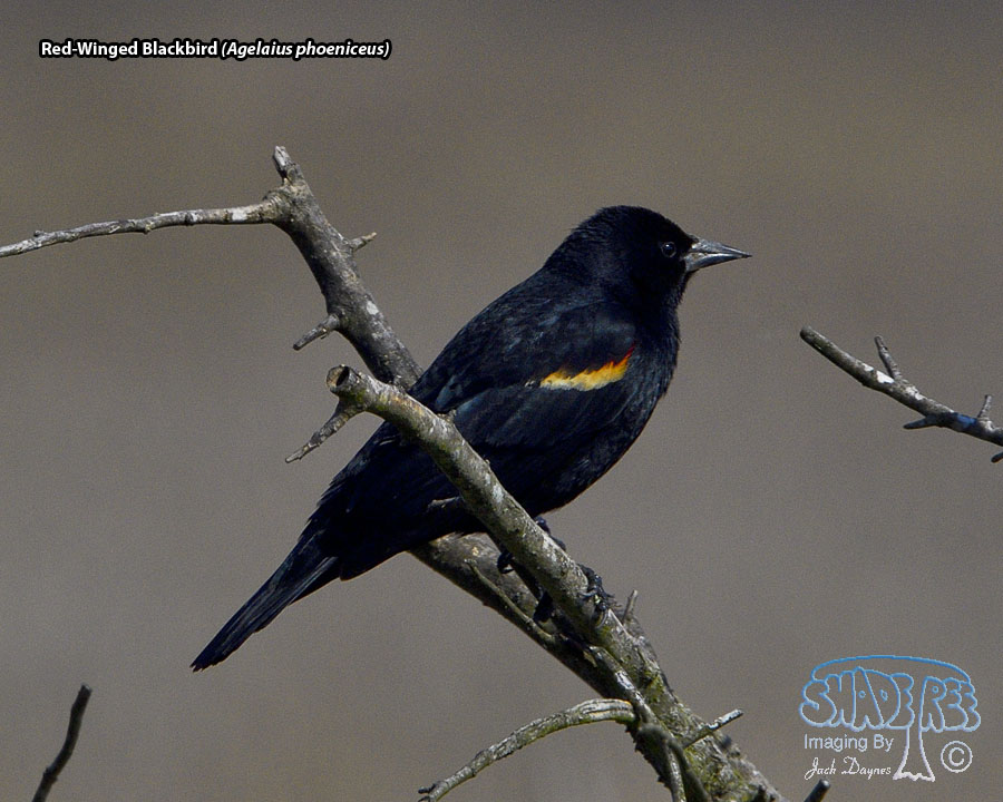 Red-Winged Blackbird - Agelaius phoeniceus