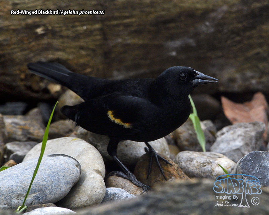 Red-Winged Blackbird - Agelaius phoeniceus