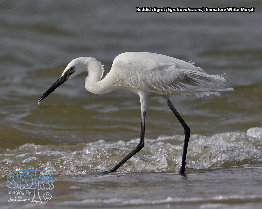 Reddish Egret - Egretta rufescens