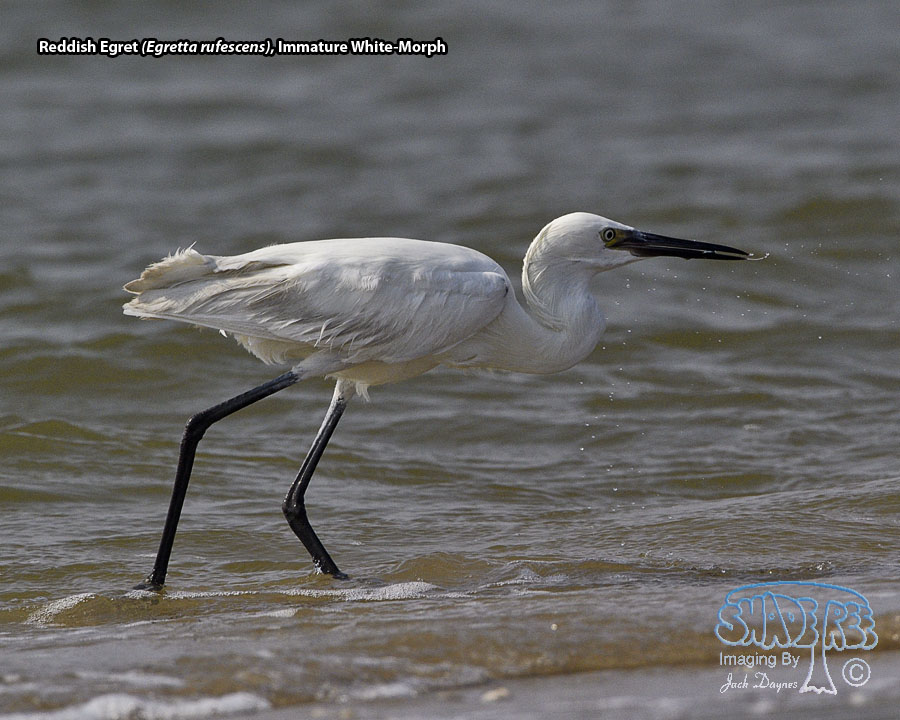 Reddish Egret - Egretta rufescens