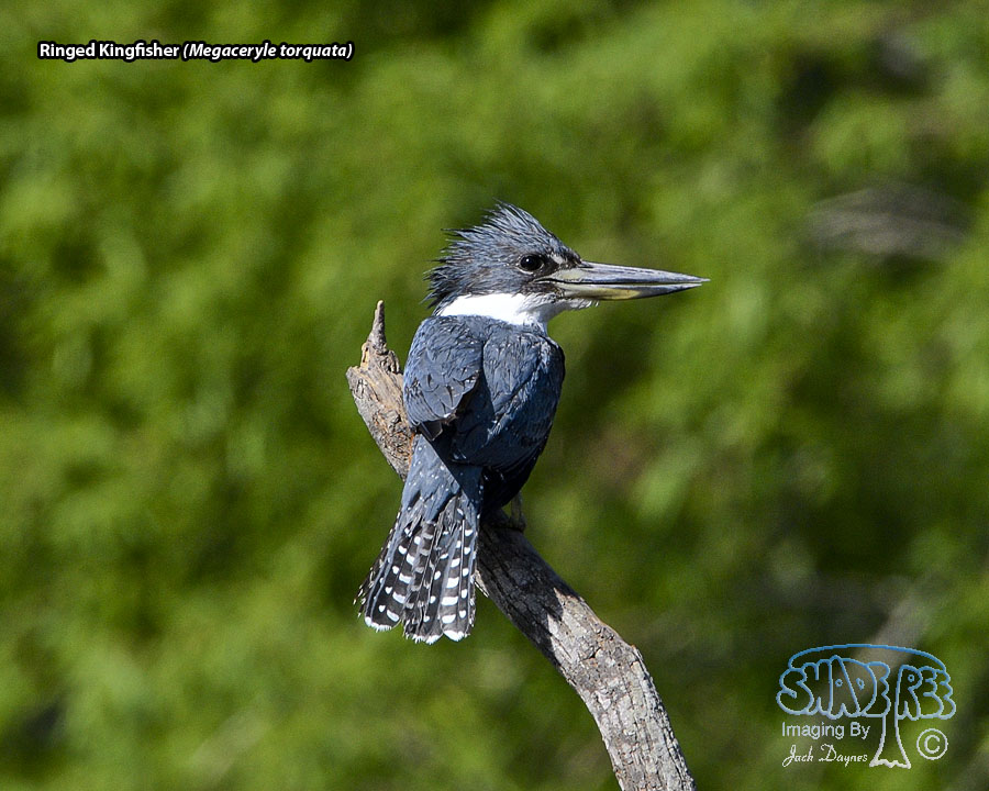Ringed Kingfisher - Megaceryle torquata