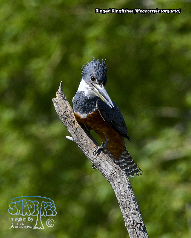 Ringed Kingfisher - Megaceryle torquata