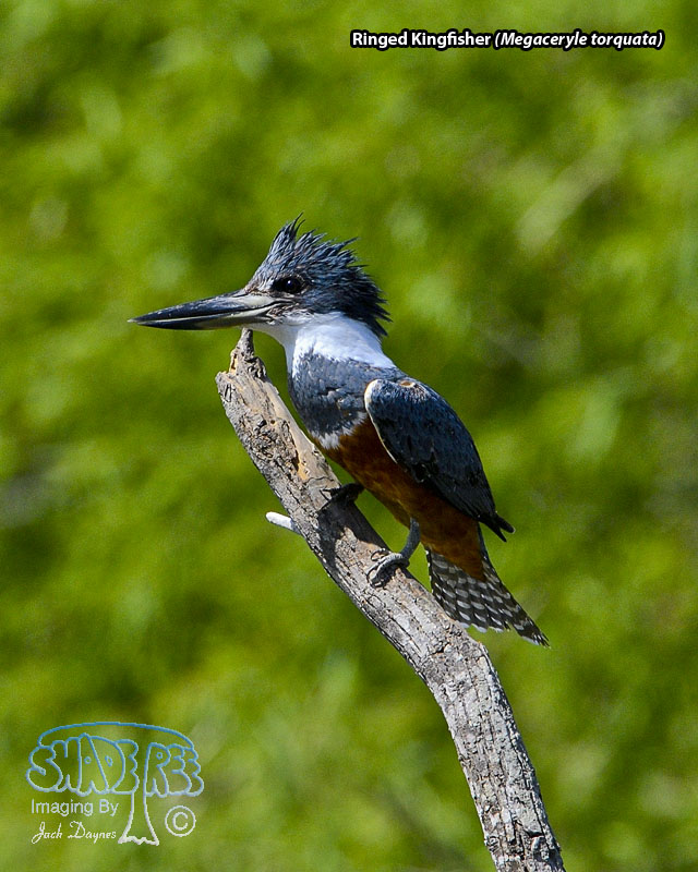 Ringed Kingfisher - Megaceryle torquata