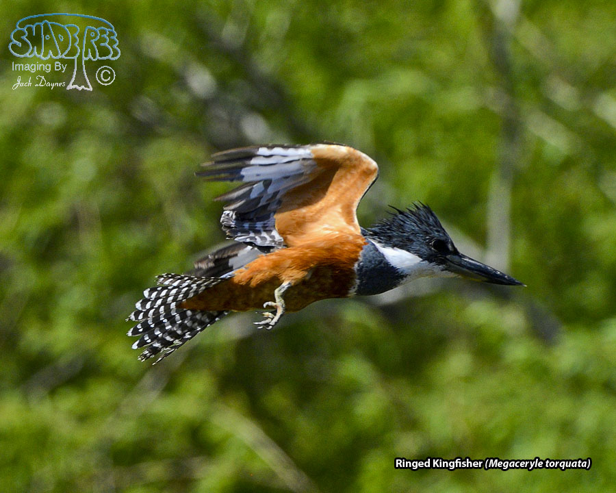 Ringed Kingfisher - Megaceryle torquata