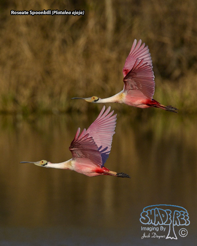 Roseate Spoonbill - Platalea ajaja