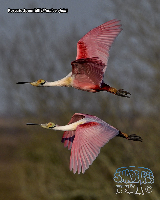 Roseate Spoonbill - Platalea ajaja