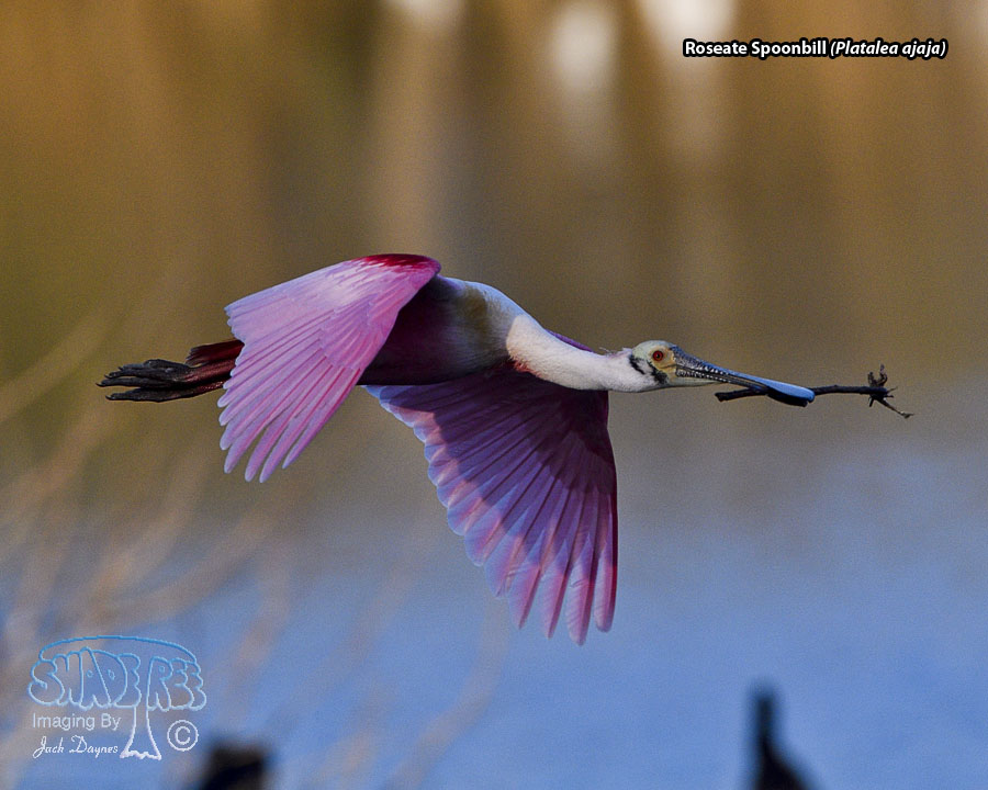 Roseate Spoonbill - Platalea ajaja