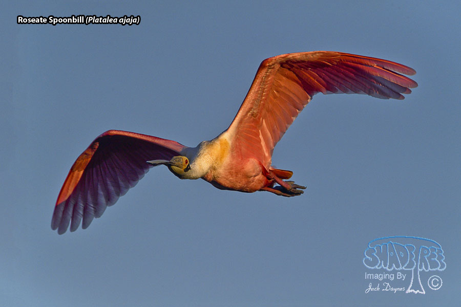 Roseate Spoonbill - Platalea ajaja
