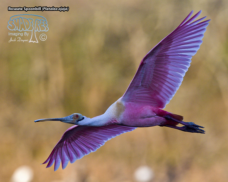 Roseate Spoonbill - Platalea ajaja