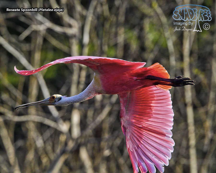 Roseate Spoonbill - Platalea ajaja