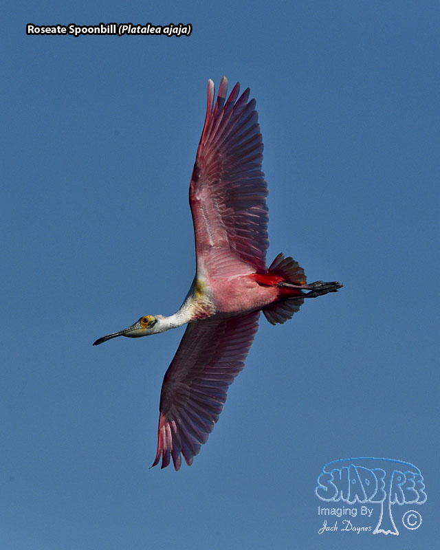 Roseate Spoonbill - Platalea ajaja