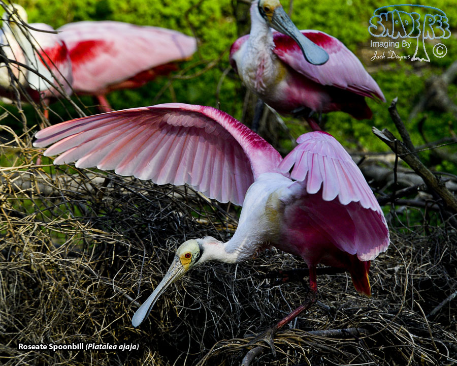 Roseate Spoonbill - Platalea ajaja