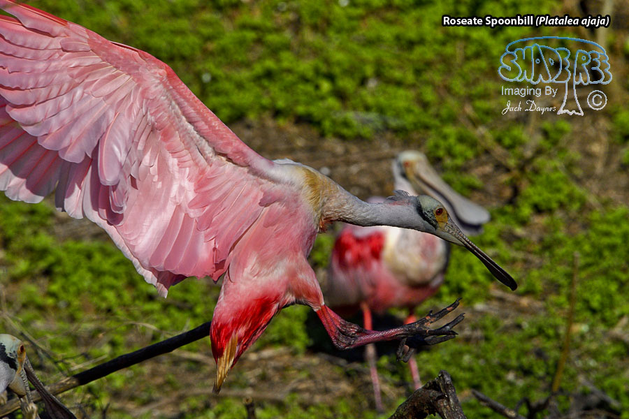 Roseate Spoonbill - Platalea ajaja