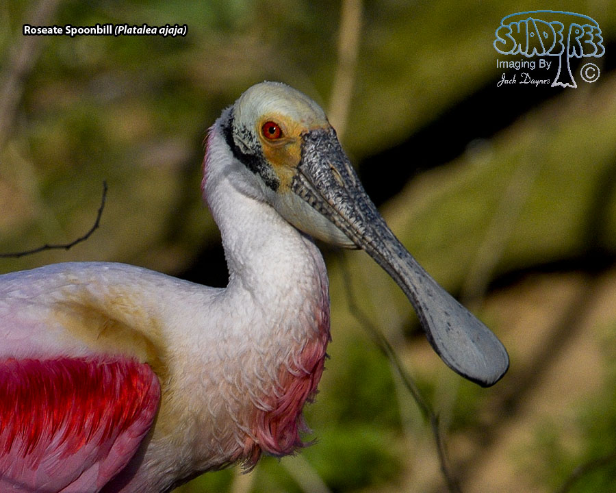 Roseate Spoonbill - Platalea ajaja