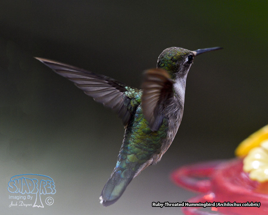 Ruby-Throated Hummingbird - Archilochus colubris