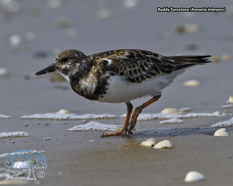 Ruddy Turnstone - Arenaria interpres