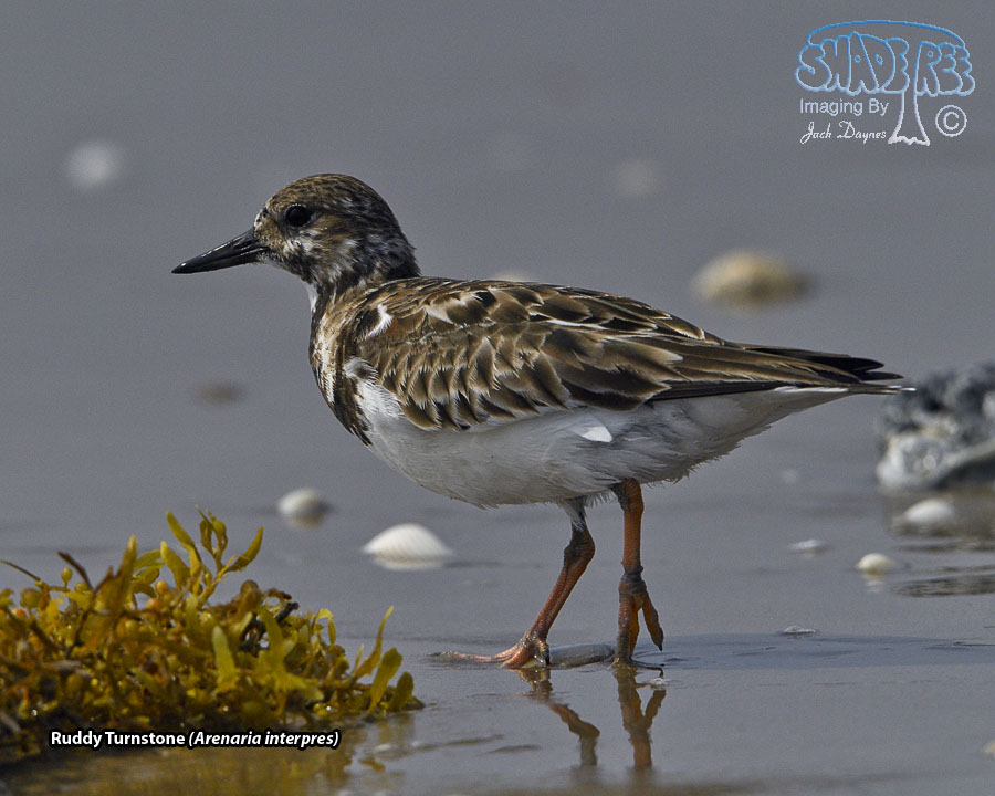 Ruddy Turnstone - Arenaria interpres