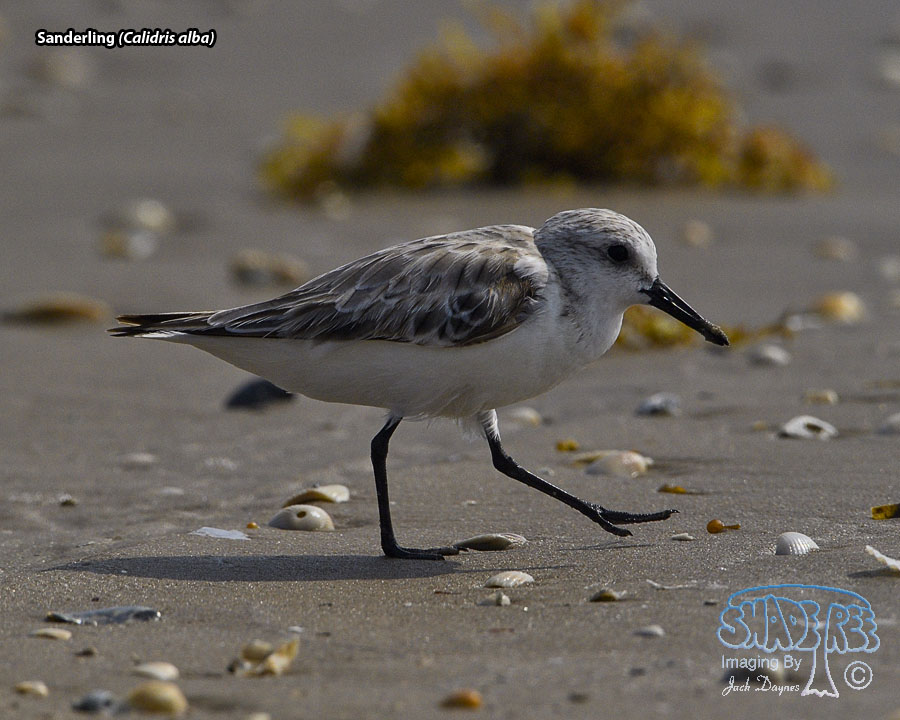 Sanderling - Calidris alba
