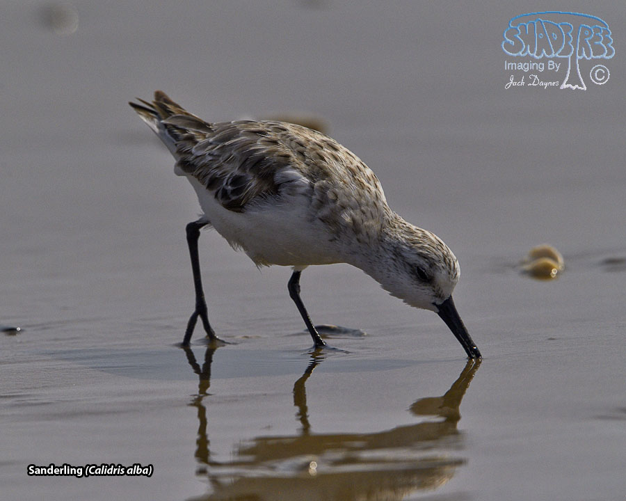 Sanderling - Calidris alba