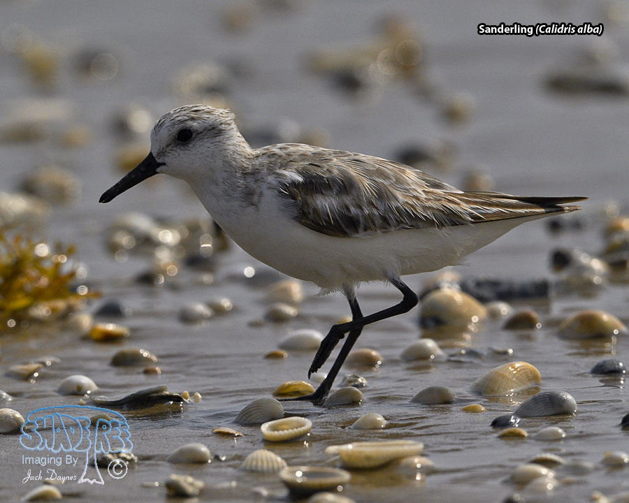 Sanderling - Calidris alba