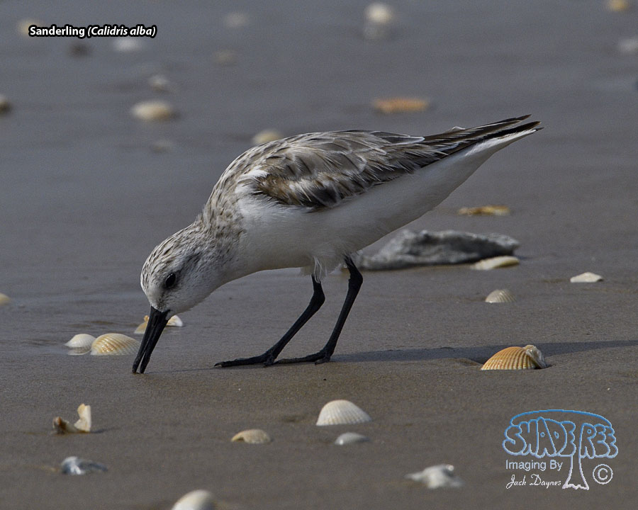 Sanderling - Calidris alba
