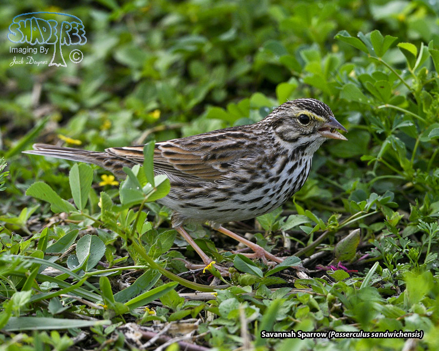 Savannah Sparrow - Passerculus sandwichensis